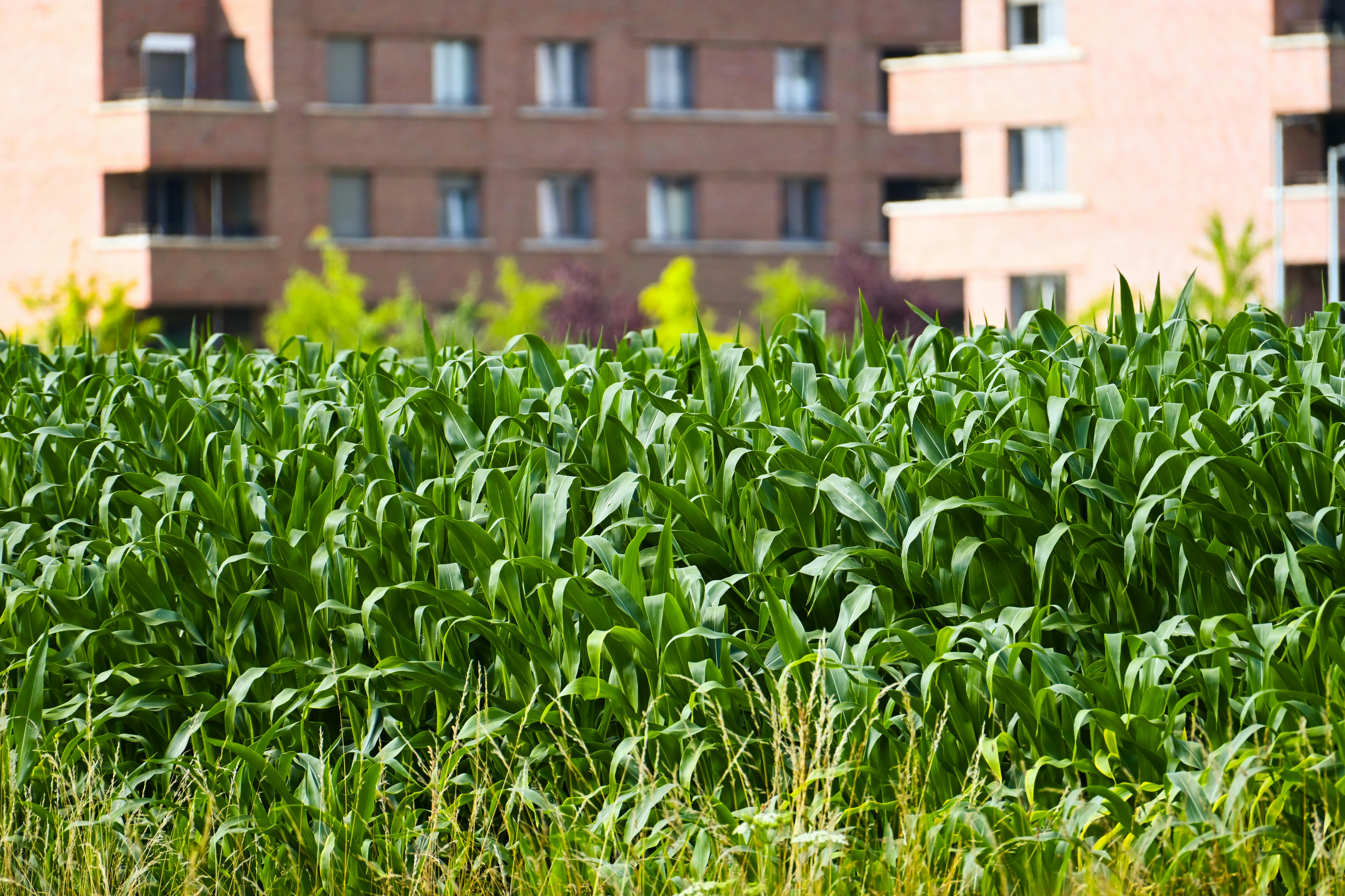 7 Sustainable Business Practices For Urban Farming Enterprises